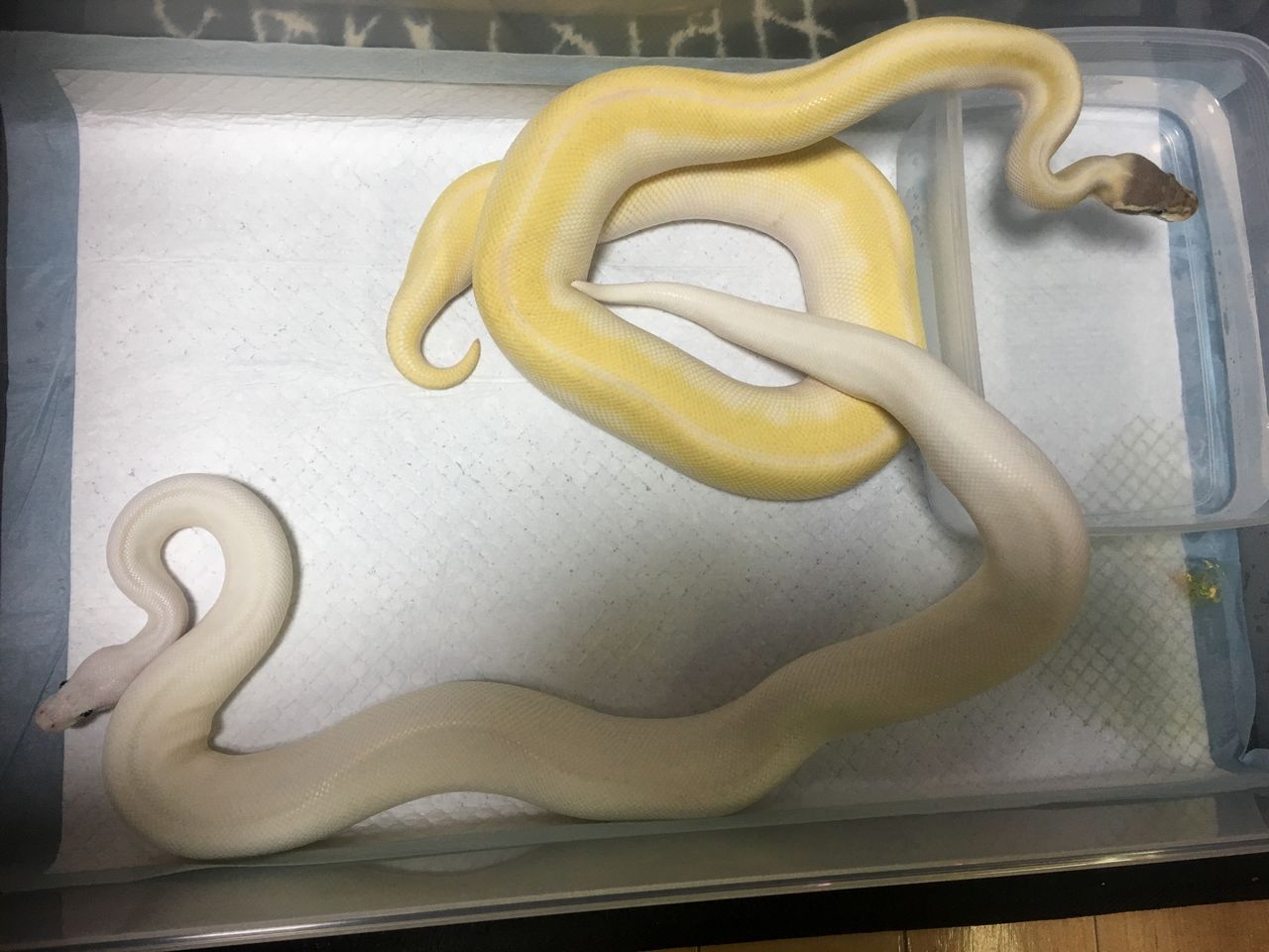 神々しいコンビ アジアアロワナと愉快な仲間達の飼育ブログ 神々しいコンビ アジアアロワナと愉快な仲間達の飼育ブログ