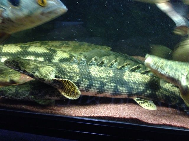 ダトニオと泳ぐポリプ達 : アジアアロワナと愉快な仲間達の飼育ブログ