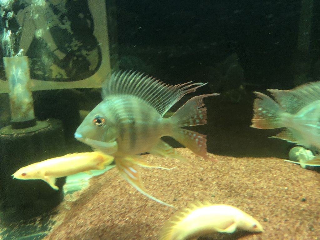 熱帯魚 ショート個体ゲオ アロワナ