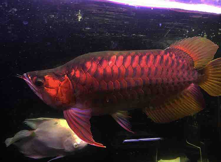 苔掃除した後 アジアアロワナと愉快な仲間達の飼育ブログ