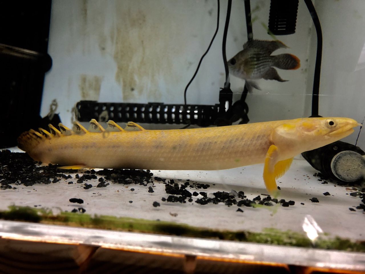 19年08月03日 アジアアロワナと愉快な仲間達の飼育ブログ