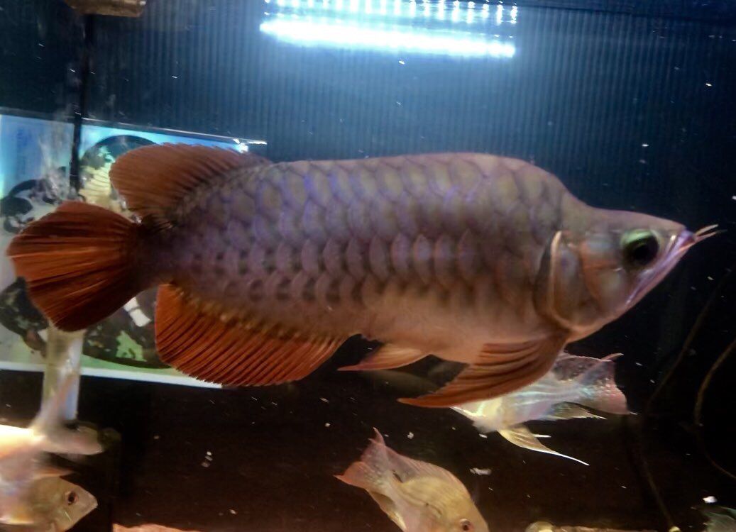 19年08月03日 アジアアロワナと愉快な仲間達の飼育ブログ