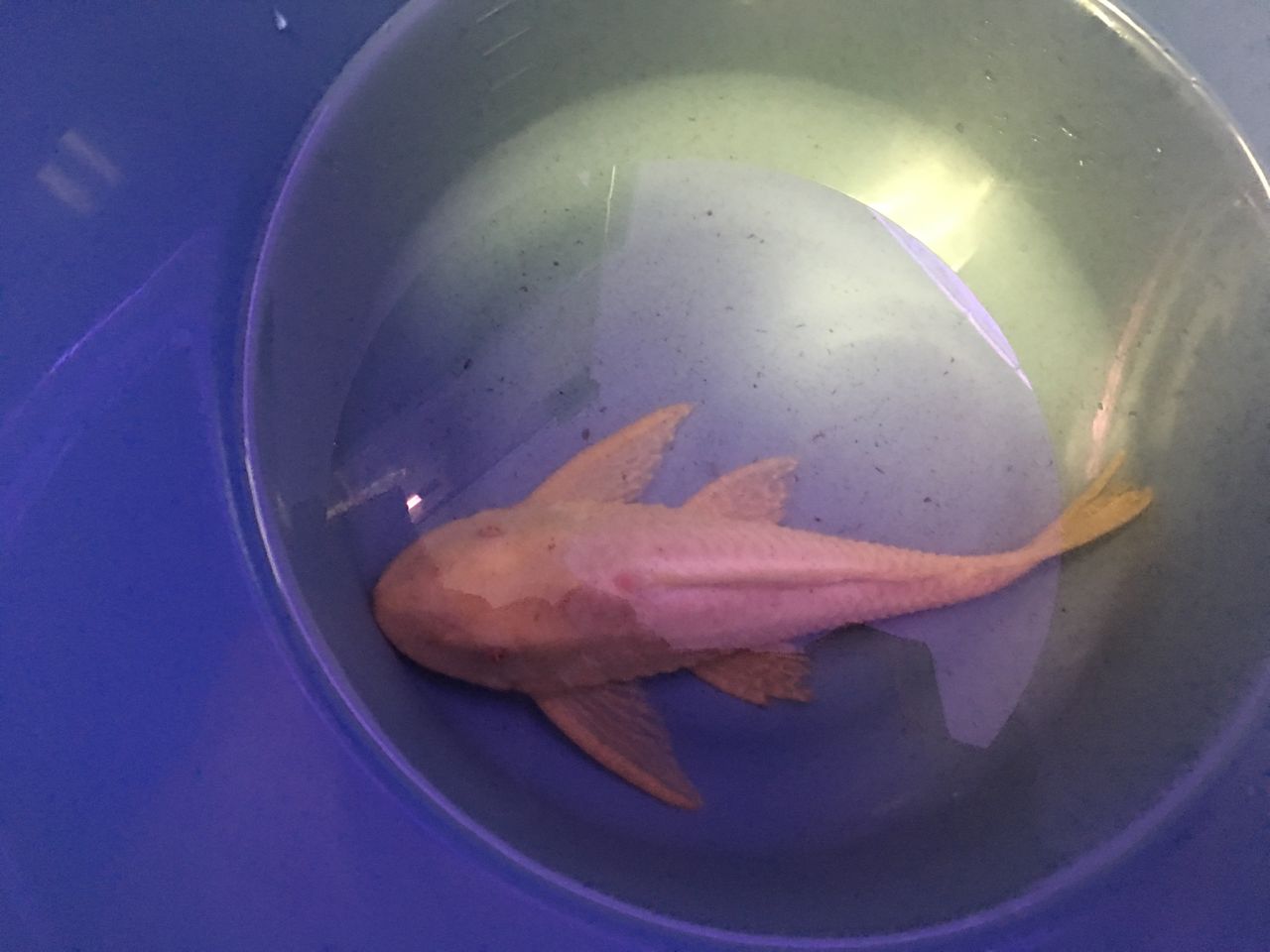 16年04月 アジアアロワナと愉快な仲間達の飼育ブログ