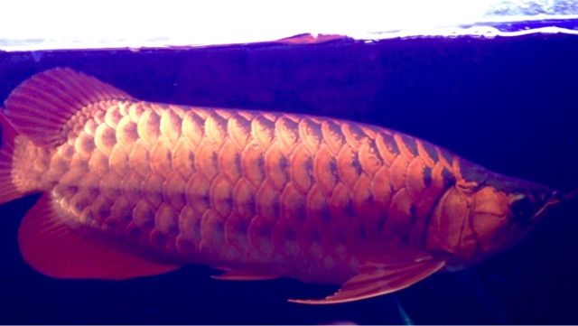 水に慣れてきたニューマッチーノ アジアアロワナと愉快な仲間達の飼育ブログ