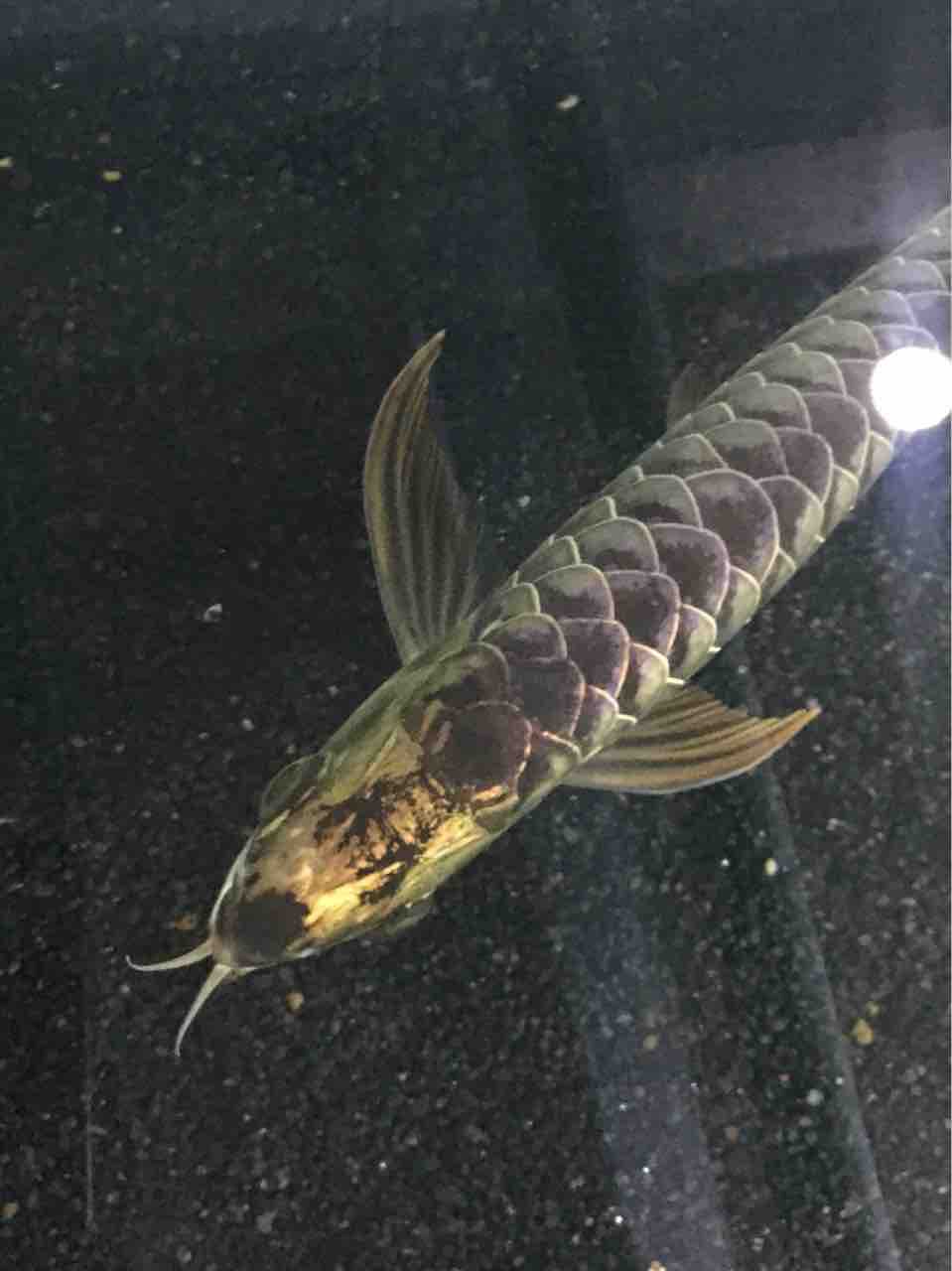 売れ筋 宇陀おさかなパーク アルビノシルバーアロワナ 鬼反りスプーンヘッド 約24cm 死着保証有り 沖縄離島発送 クライマックスセール Findingyourway Com