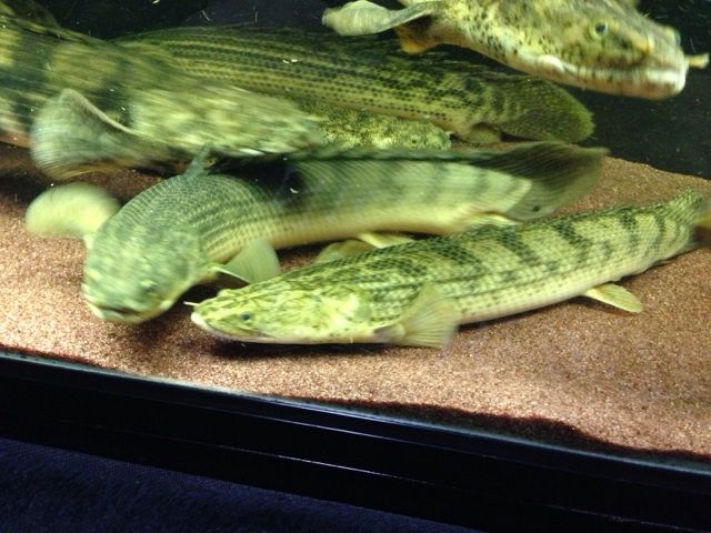 ダトニオと泳ぐポリプ達 : アジアアロワナと愉快な仲間達の飼育ブログ