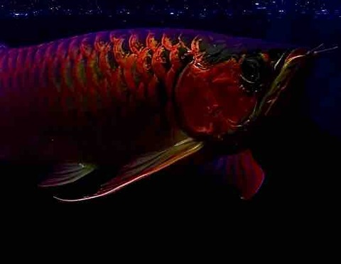 熱帯魚飼育 アジアアロワナと愉快な仲間達の飼育ブログ
