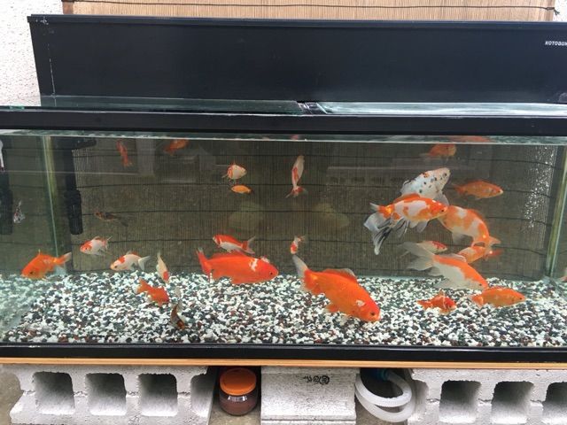 欲しい金魚 アジアアロワナと愉快な仲間達の飼育ブログ