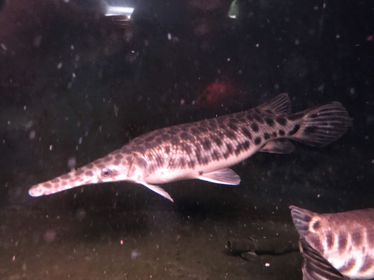 観賞魚 水草 アジアアロワナと愉快な仲間達の飼育ブログ 観賞魚 水草 アジアアロワナと愉快な仲間達の飼育ブログ