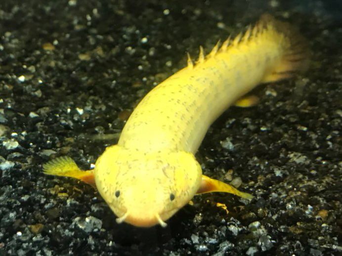 小赤を食べられるサイズに アジアアロワナと愉快な仲間達の飼育ブログ 小赤を食べられるサイズに アジアアロワナと愉快な仲間達の飼育ブログ