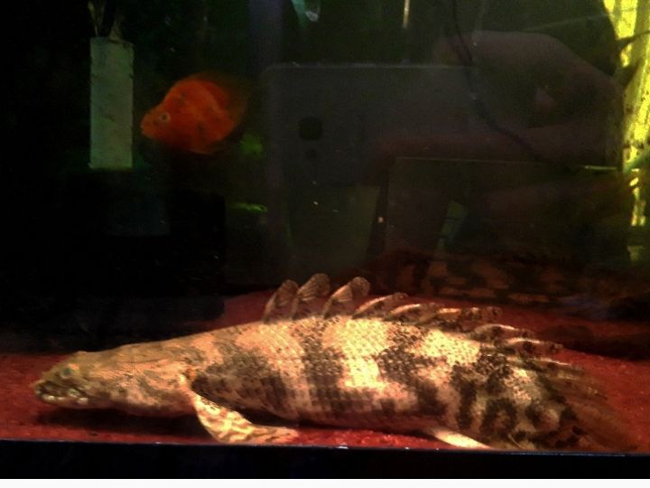 ポリプ色々っと♪ : アジアアロワナと愉快な仲間達の飼育ブログ