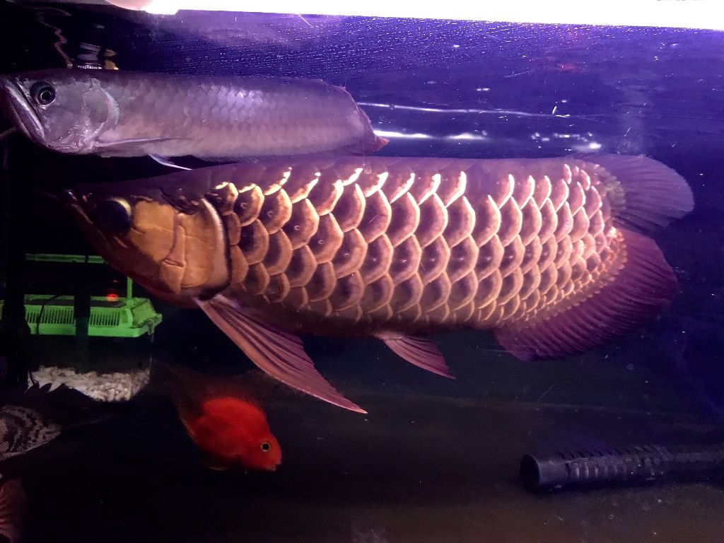 18年09月 アジアアロワナと愉快な仲間達の飼育ブログ