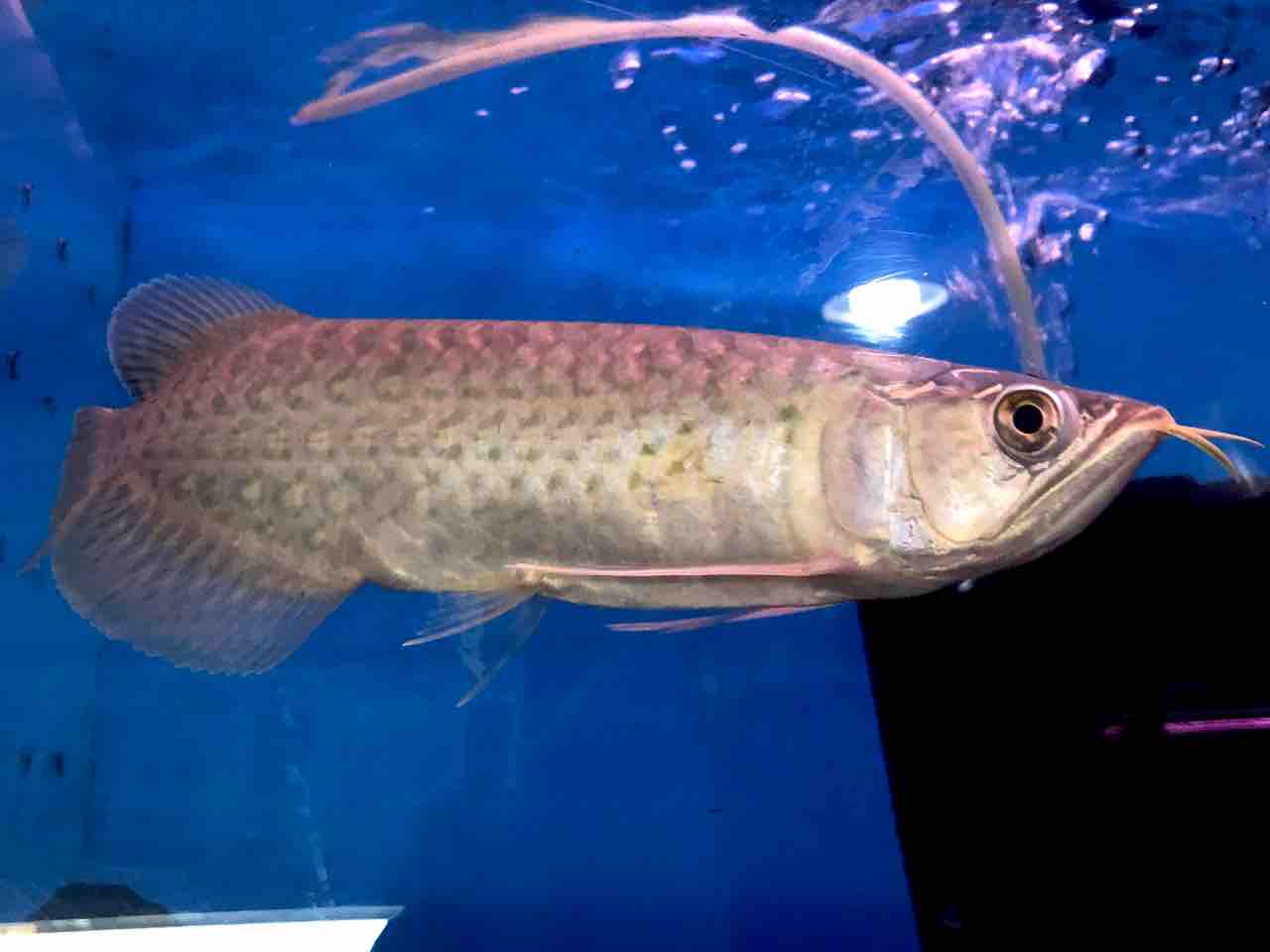 激レア！ミャンマーバティクアロワナです！【杉並区引き取り限定】