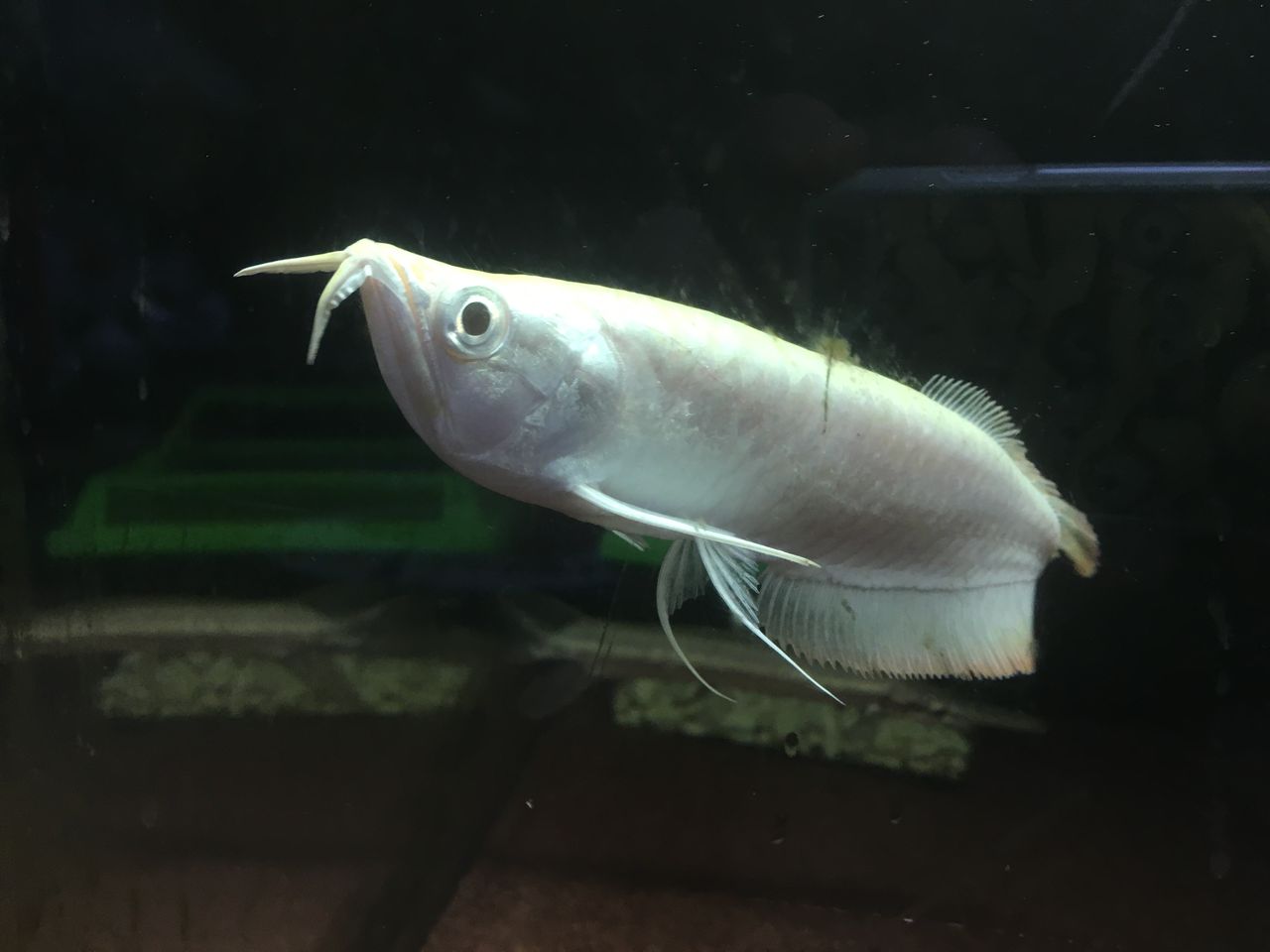 17年10月03日 アジアアロワナと愉快な仲間達の飼育ブログ