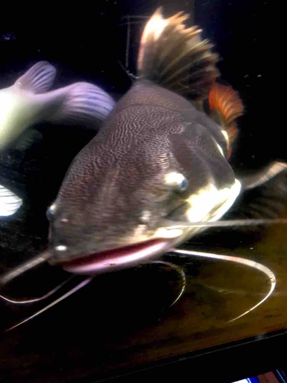 アジアアロワナと愉快な仲間達の飼育ブログ アジアアロワナと愉快な仲間達の飼育ブログ