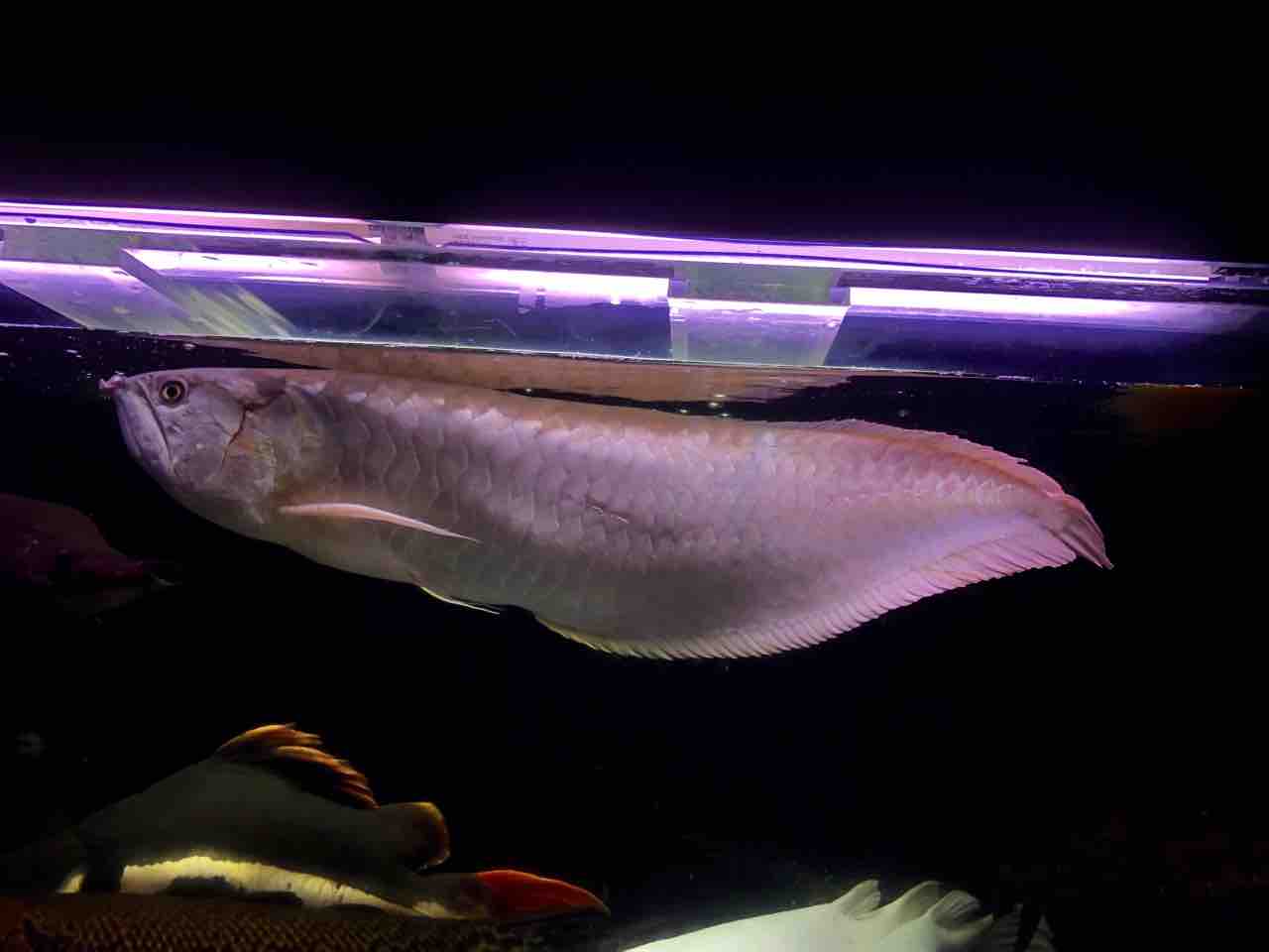 19年11月 アジアアロワナと愉快な仲間達の飼育ブログ