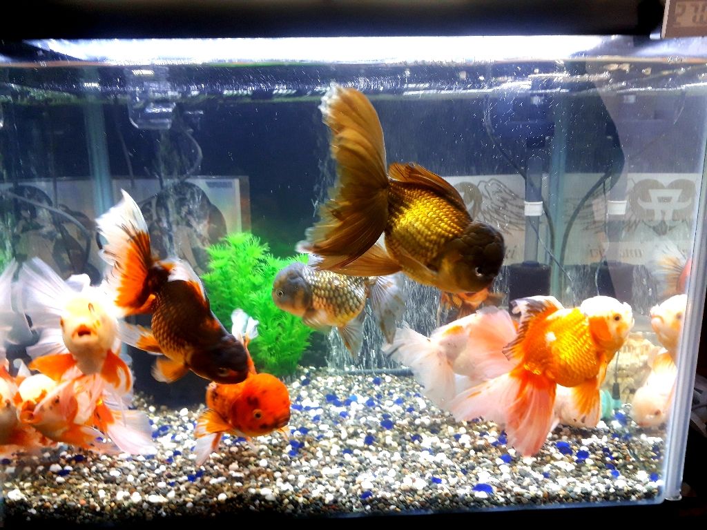 金魚の人 アジアアロワナと愉快な仲間達の飼育ブログ