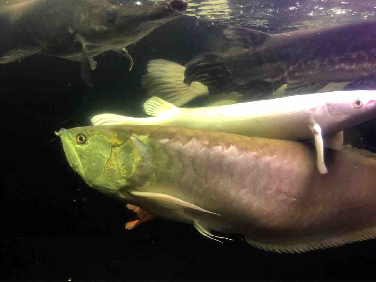 シルバーアロワナ アジアアロワナと愉快な仲間達の飼育ブログ