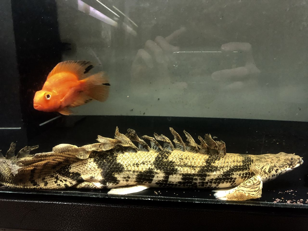 ドラゴンフィンエンドリ 熱帯魚