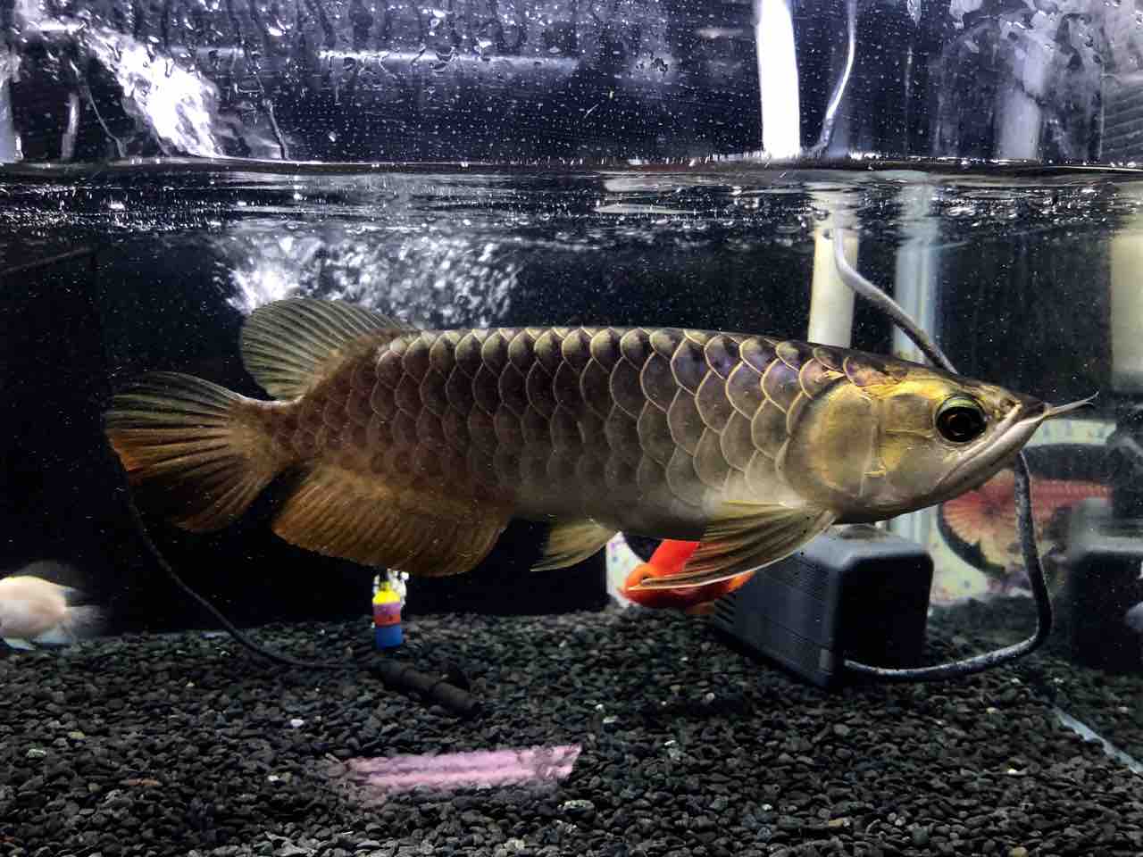 19年10月11日 アジアアロワナと愉快な仲間達の飼育ブログ