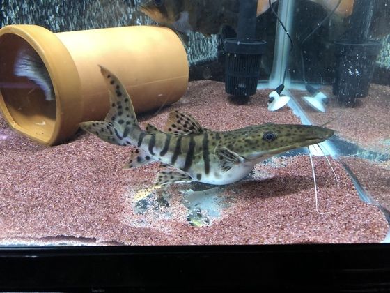 テーマなし : アジアアロワナと愉快な仲間達の飼育ブログ