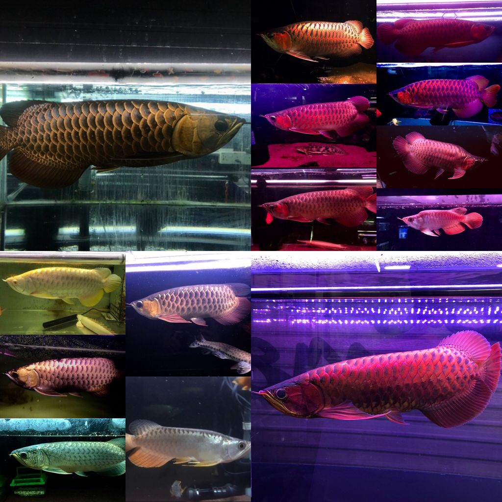 18年12月 アジアアロワナと愉快な仲間達の飼育ブログ