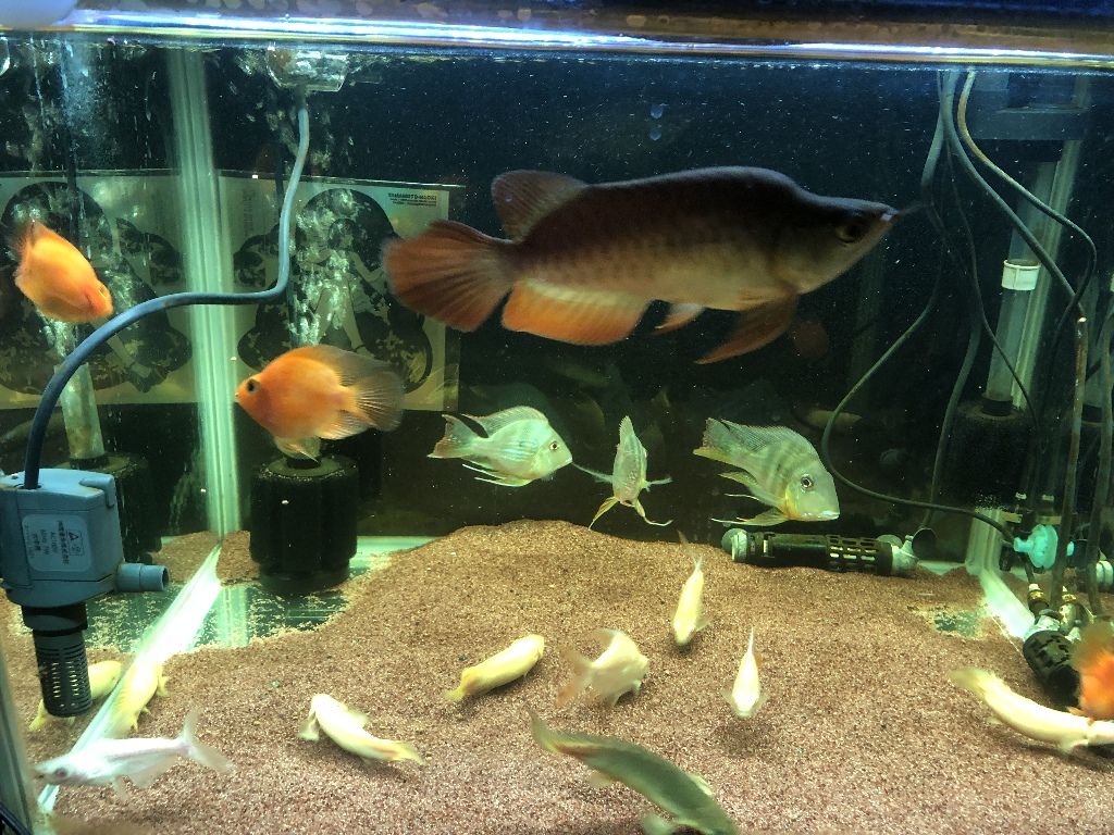 熱帯魚 ショート個体ゲオ アロワナ