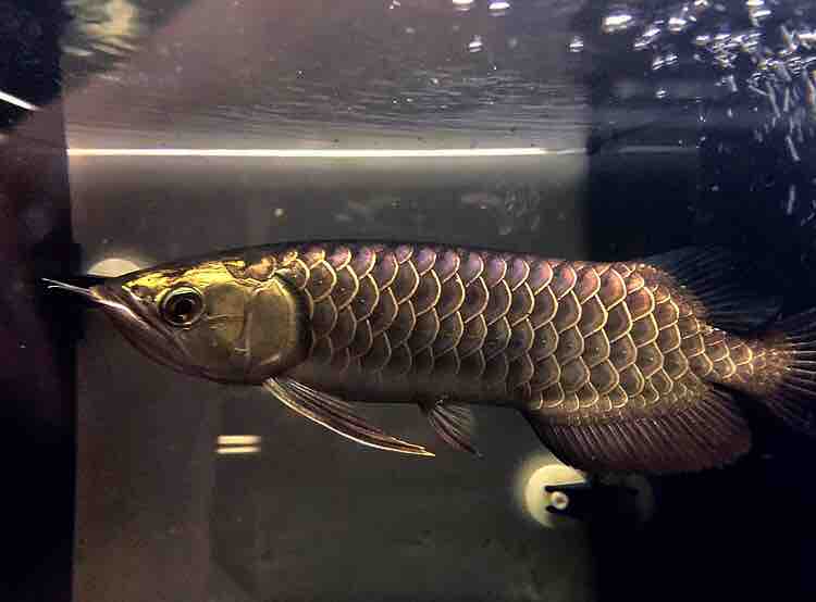 19年11月04日 アジアアロワナと愉快な仲間達の飼育ブログ