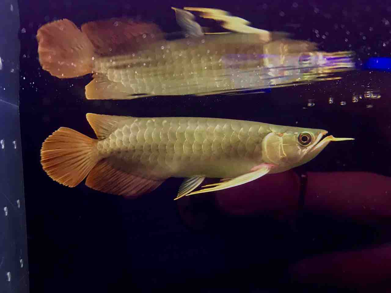 熱帯魚 アジアアロワナと愉快な仲間達の飼育ブログ 熱帯魚 アジアアロワナと愉快な仲間達の飼育ブログ