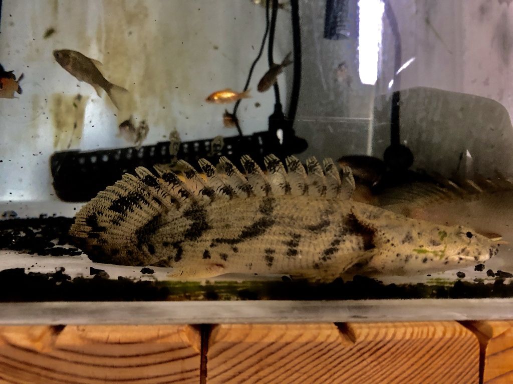 19年08月03日 アジアアロワナと愉快な仲間達の飼育ブログ