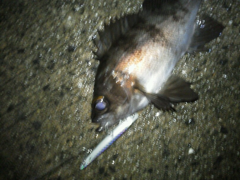 スロープを狙ったチニング ライトゲーム シーバスラボラトリー