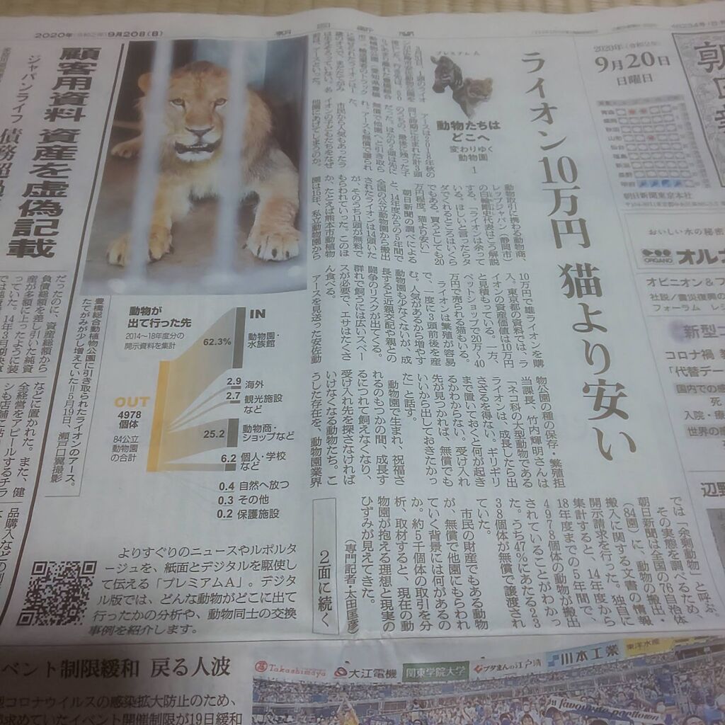 安いライオンさん 店長の犬猫な日々 山形ペットショップ 店長 ブログ