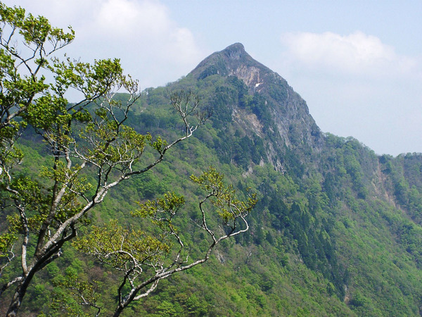 冠山とブナ１