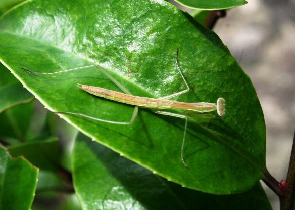 カマキリとバッタの赤ちゃん Blue Stars