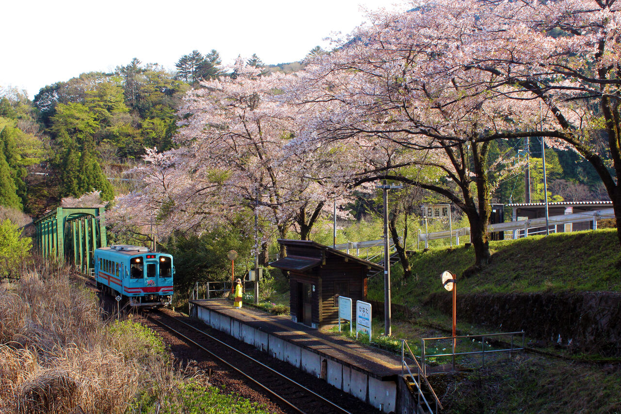 樽見鉄道日当駅で散りかけの桜を撮影 Blue Stars 樽見鉄道日当駅で散りかけの桜を撮影 Blue Stars