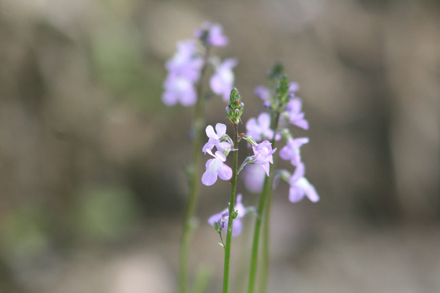 野の花と話しながら Blue Stars