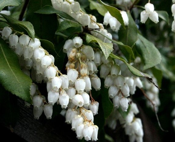 白い花咲く散歩道 Blue Stars