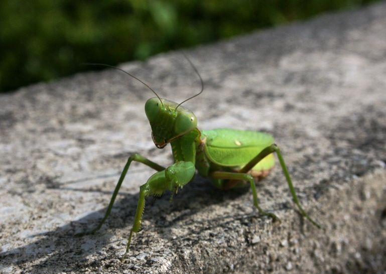 11月のカマキリ Blue Stars