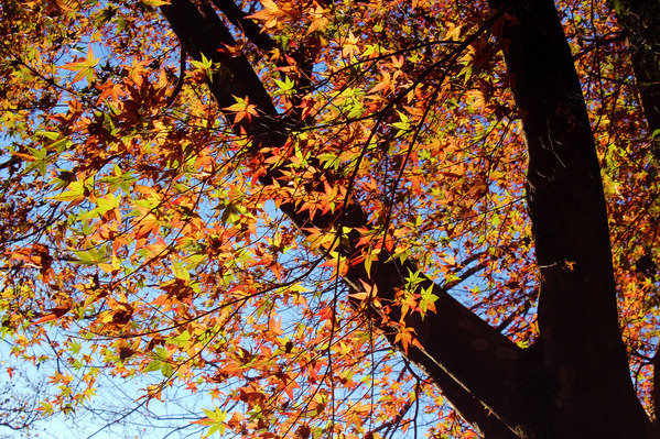 天皇林公園紅葉01