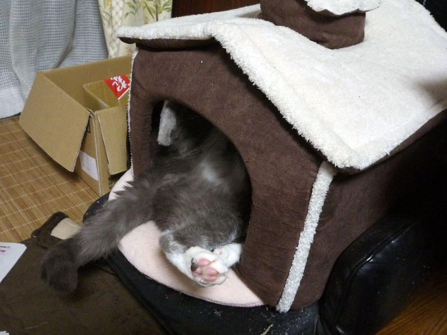 Blue Stars 猫さんのおかげで寝不足です… Blue Stars 猫さんのおかげで寝不足です…