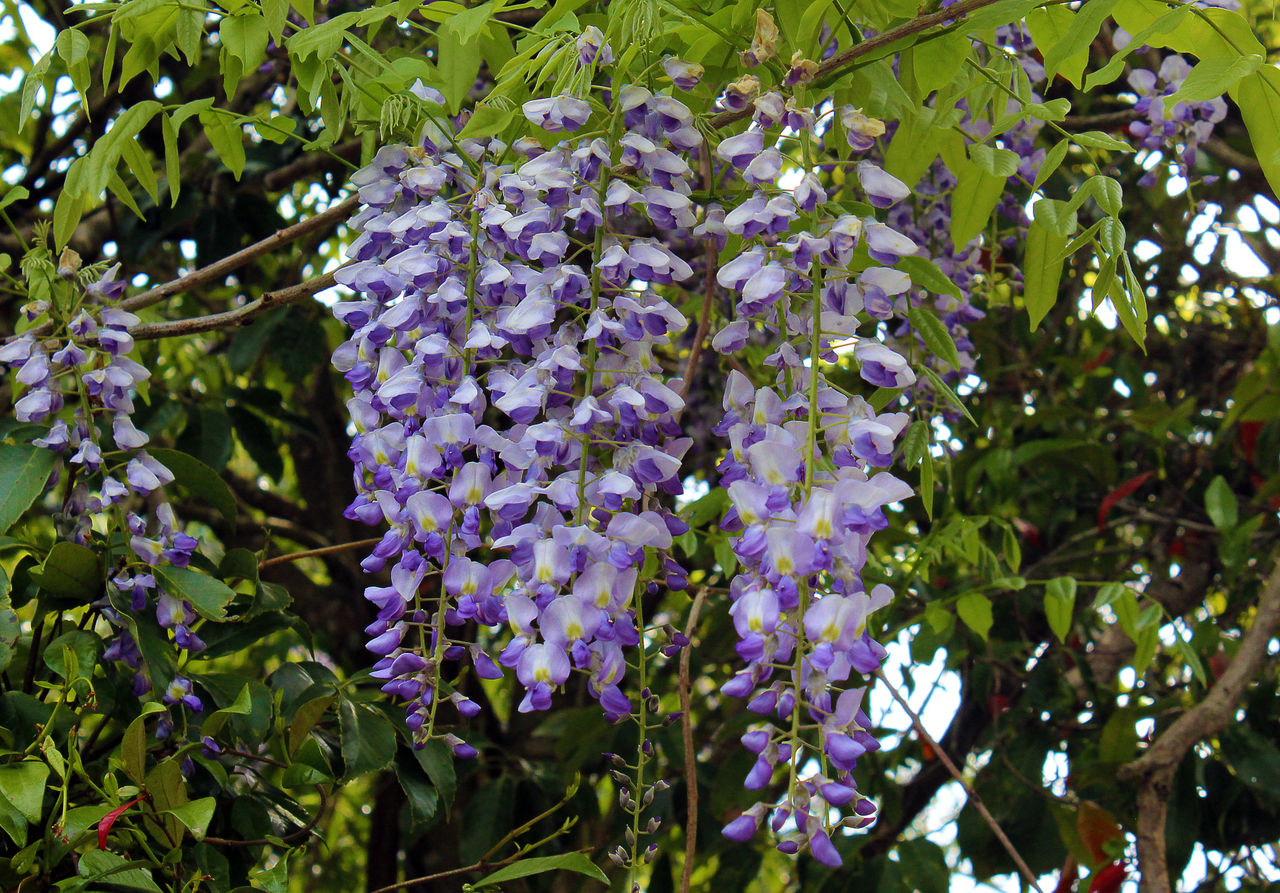 藤の花を愛でつつ 雨に打たれる Blue Stars