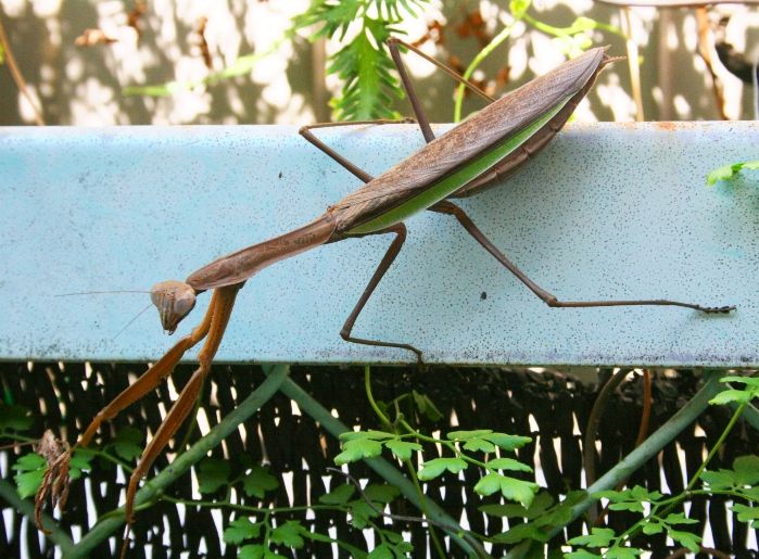 カマキリの季節 Blue Stars