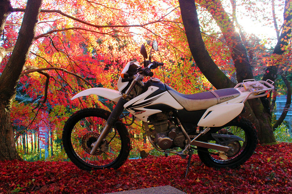 竹中公園紅葉XR230