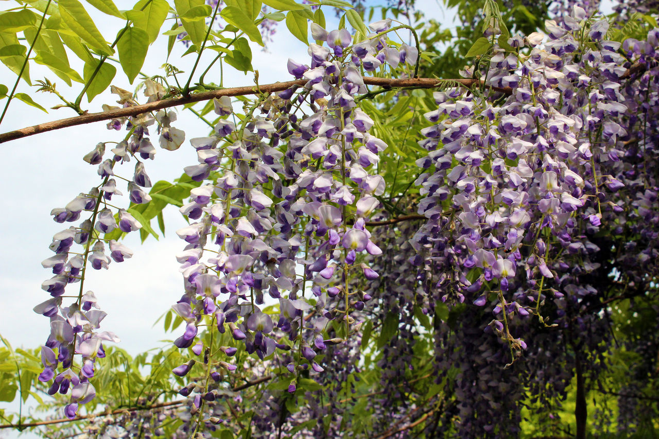 藤の花を愛でつつ 雨に打たれる Blue Stars