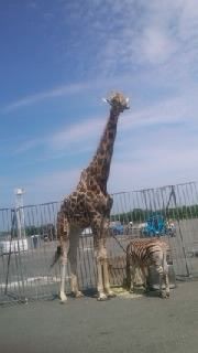 木下大サーカス Mewのblog