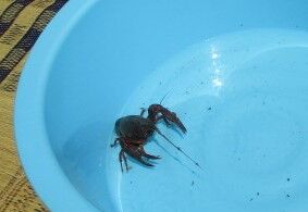 ザリガニくんを見つけたよ 子育てセンターみゅうのおかのブログ