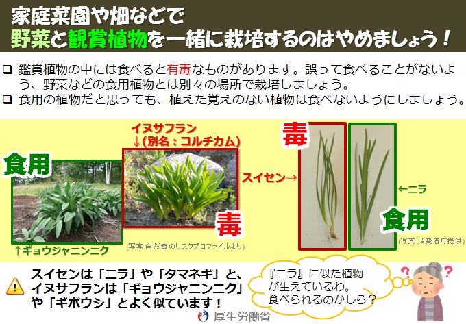 有毒植物 イヌサフランを誤食 群馬の男性重体 目を注ぐニュースブログ
