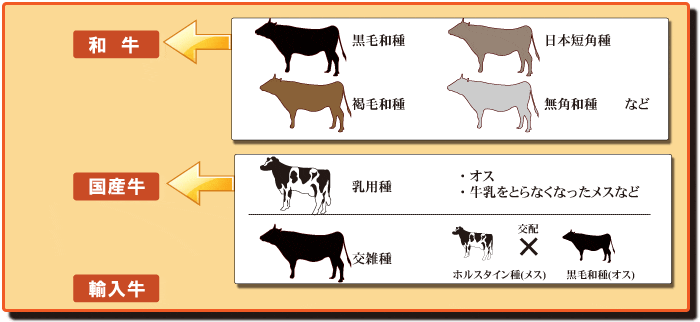 和牛って国産牛のことじゃないの 和牛と国産牛の違いって何 お肉博士 のお肉屋さんに聞いてみた 目を注ぐニュースブログ