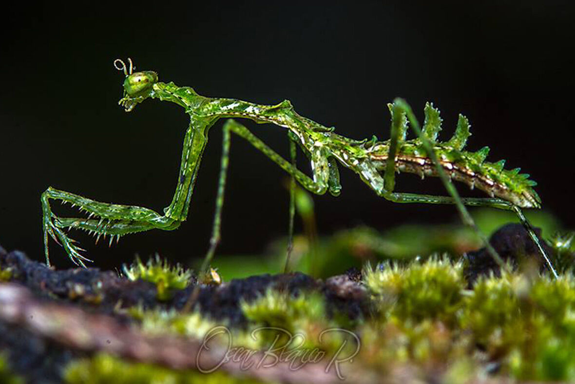 一見 どこから見ても 花 みたいなハナカマキリ なんでこんな姿になったの 目を注ぐニュースブログ