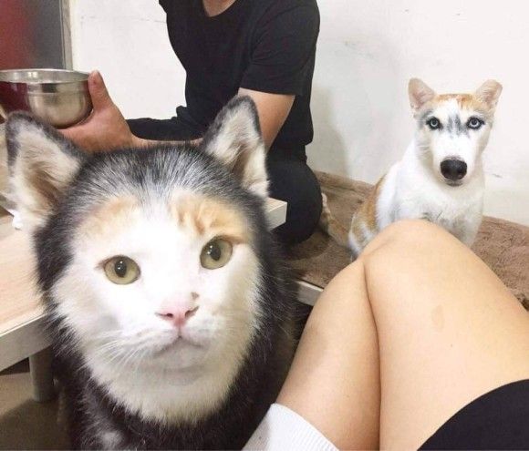 ワロタwww 違和感あったりなかったり 犬と猫の顔だけを入れ替えてみた7枚のコラ画像 目を注ぐニュースブログ ワロタwww 違和感あったりなかったり 犬と猫の顔だけを入れ替えてみた7枚のコラ画像 目を注ぐニュースブログ